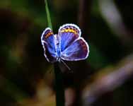 butterflykarnerblue.jpg